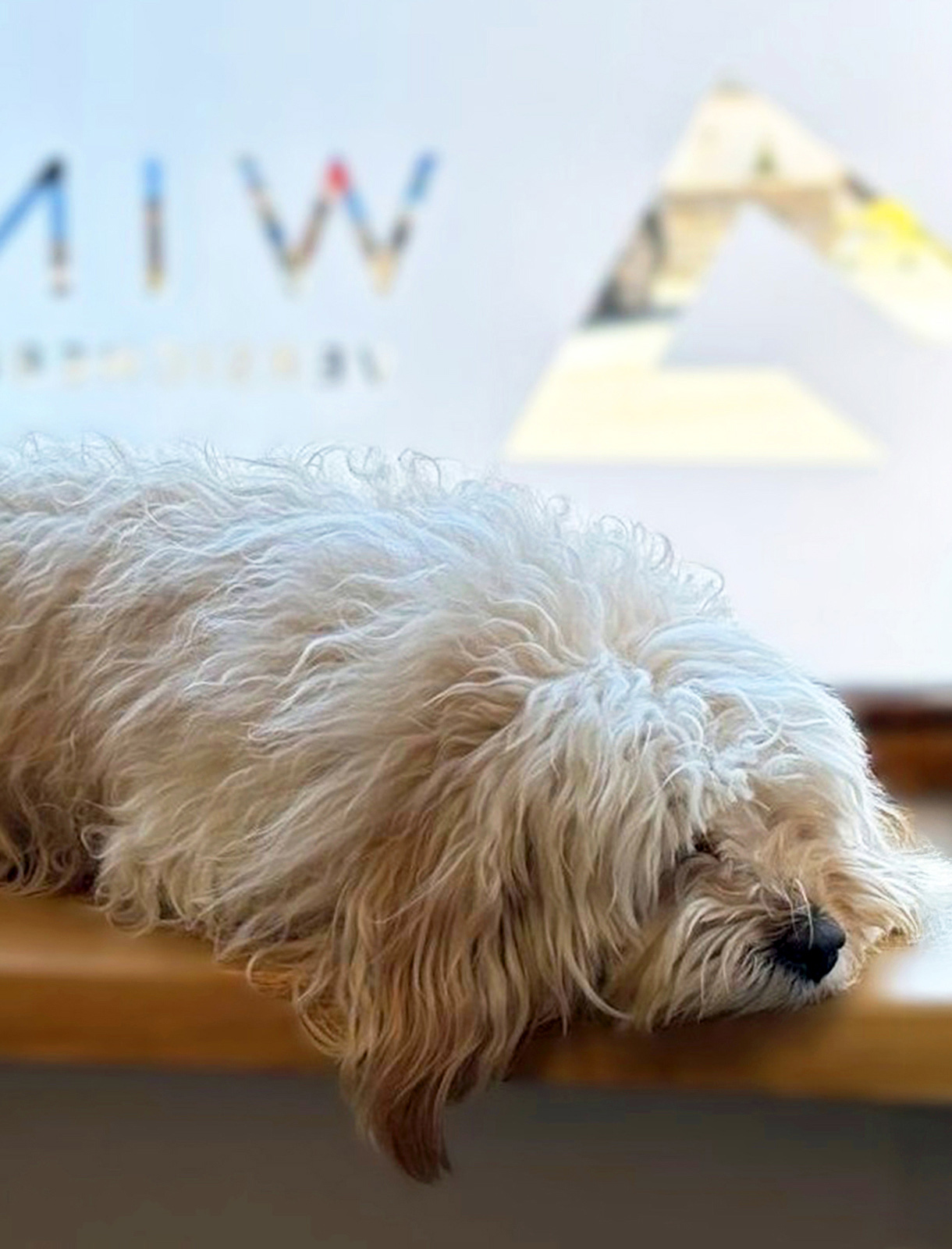 Bürohund Charly bei Winkler Versicherungen